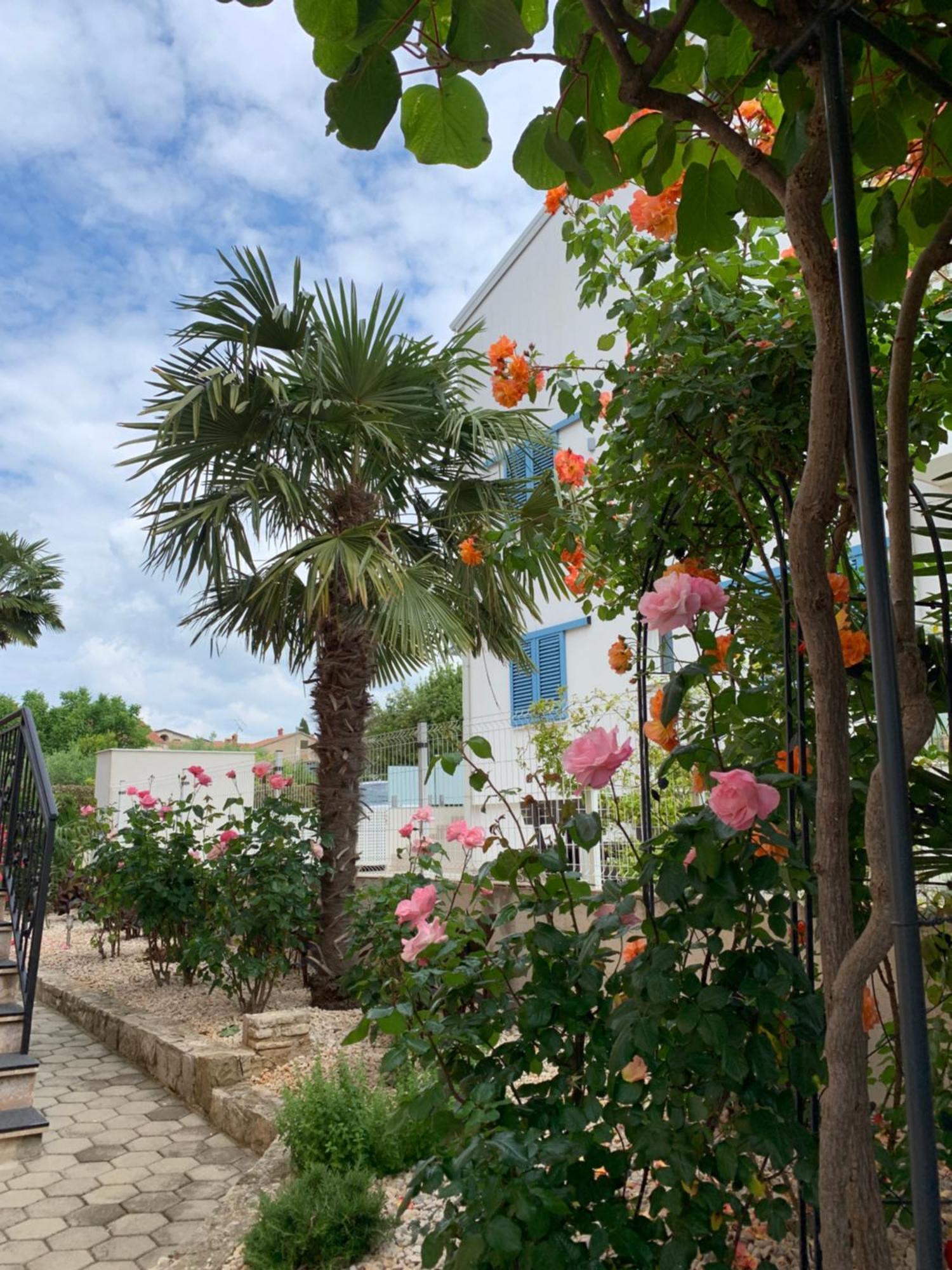 Apartments Kivi Novigrad Istria Εξωτερικό φωτογραφία